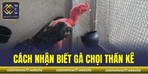 Cách Nhận Biết Gà Chọi Thần Kê