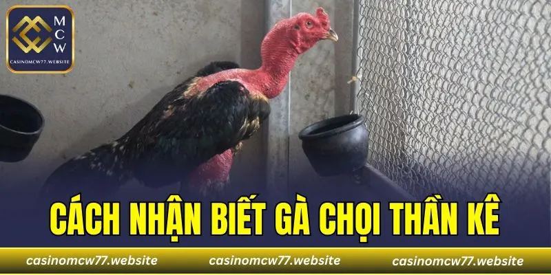Cách Nhận Biết Gà Chọi Thần Kê