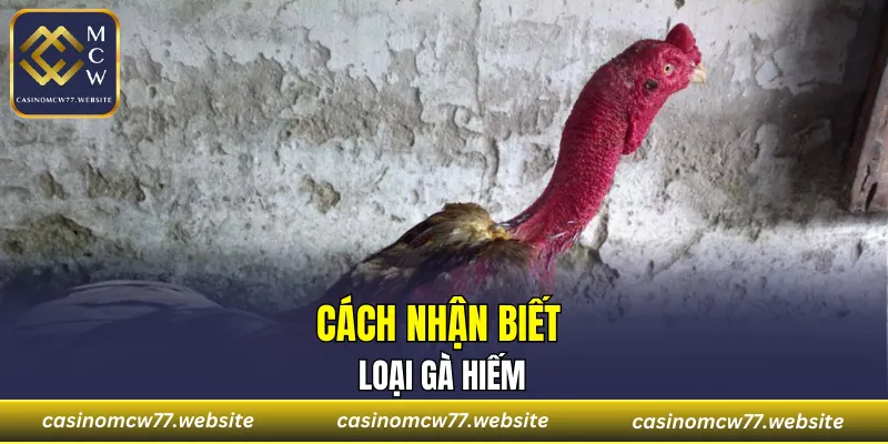 Cách nhận biết loại gà hiếm
