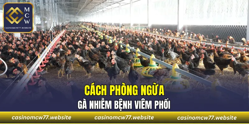 Cách phòng ngừa gà nhiễm bệnh viêm phổi