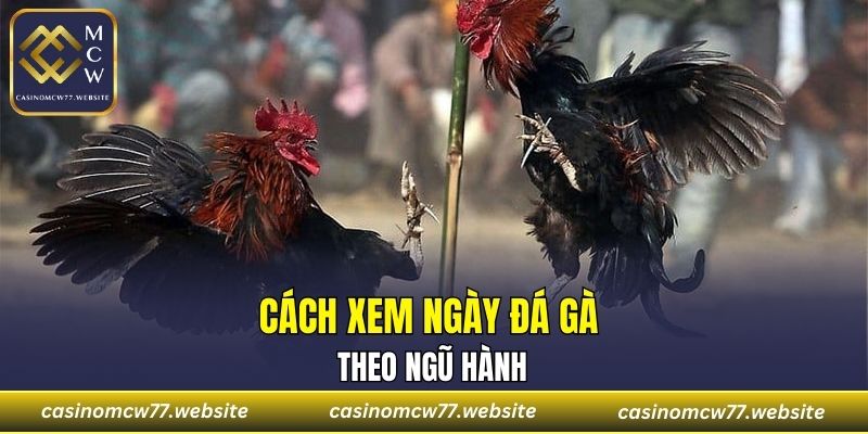 Cách xem ngày đá gà theo ngũ hành