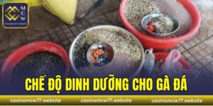 Chế Độ Dinh Dưỡng Cho Gà Đá