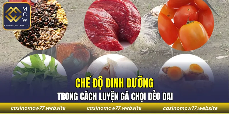 Chế độ dinh dưỡng trong cách luyện gà chọi dẻo dai