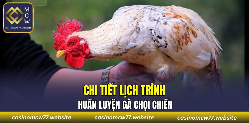 Chi tiết lịch trình huấn luyện gà chọi chiến
