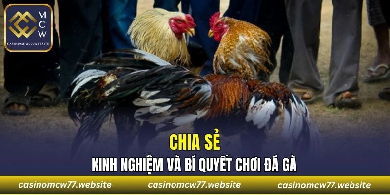Chia sẻ kinh nghiệm và bí quyết chơi đá gà CASINOMCW77