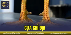 Cựa Chỉ Địa