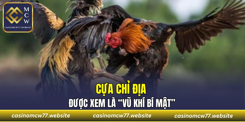 Cựa chỉ địa được xem là “vũ khí bí mật”