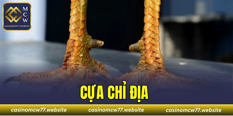 Cựa Chỉ Địa