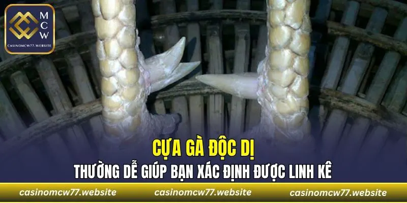 Cựa gà độc dị thường dễ giúp bạn xác định được linh kê
