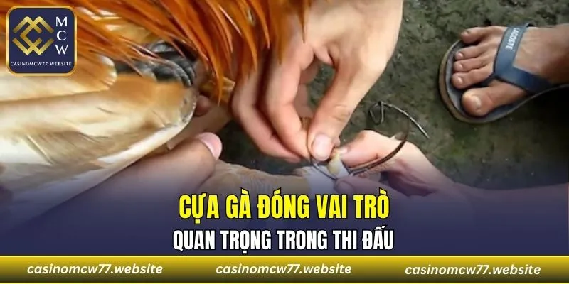 Cựa gà đóng vai trò quyết định trong các trận kê chiến