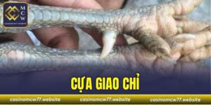 Cựa Giao Chỉ