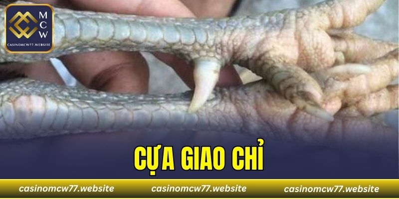 Cựa Giao Chỉ