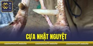 Cựa Nhật Nguyệt