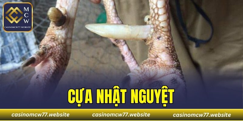 Cựa Nhật Nguyệt