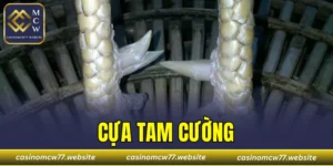 Cựa Tam Cường