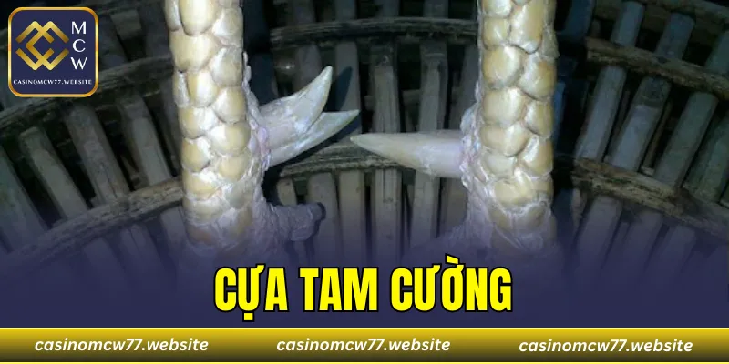 Cựa Tam Cường