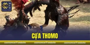 Cựa Thomo