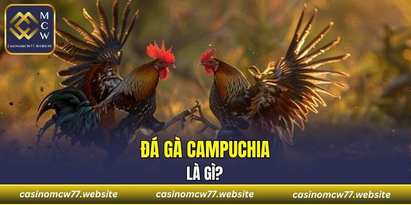 Đá gà Campuchia là gì?