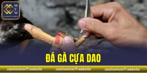 Đá Gà Cựa Dao