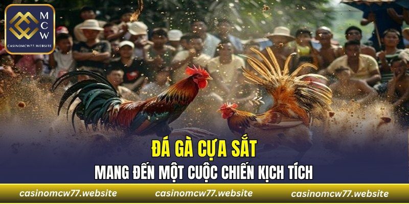 Đá gà cựa sắt mang đến một cuộc chiến kịch tích