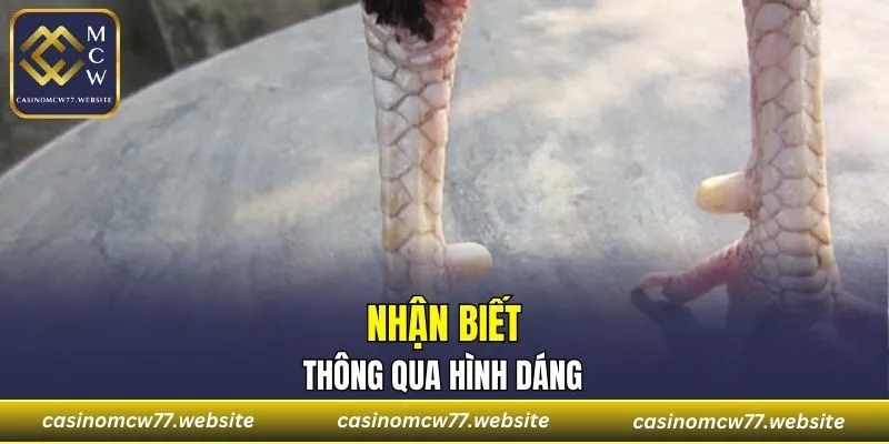 Đặc điểm cơ bản về hình dáng