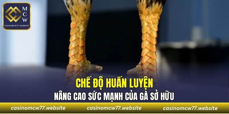 Đảm bảo cung cấp chế độ tập luyện tốt