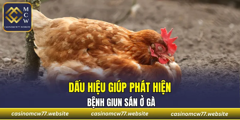 Dấu hiệu giúp phát hiện bệnh giun sán ở gà
