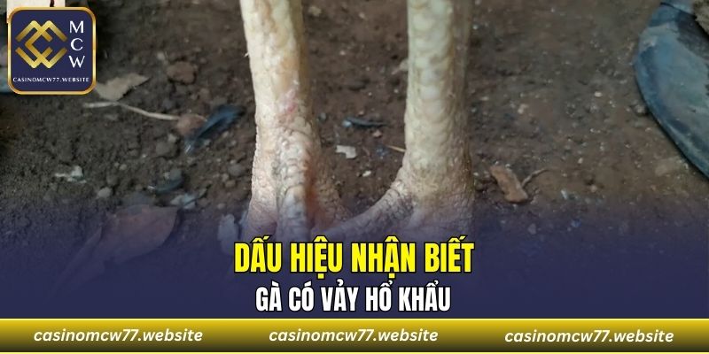 Dấu hiệu nhận biết vảy hổ khẩu