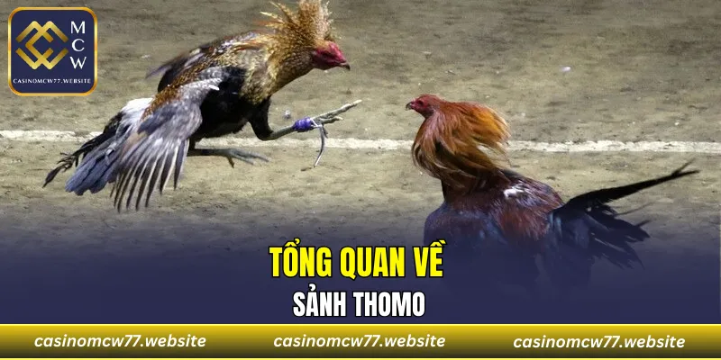 Đôi nét về sảnh Thomo cuốn hút