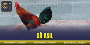 Gà Asil
