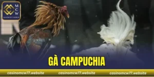 Gà Campuchia