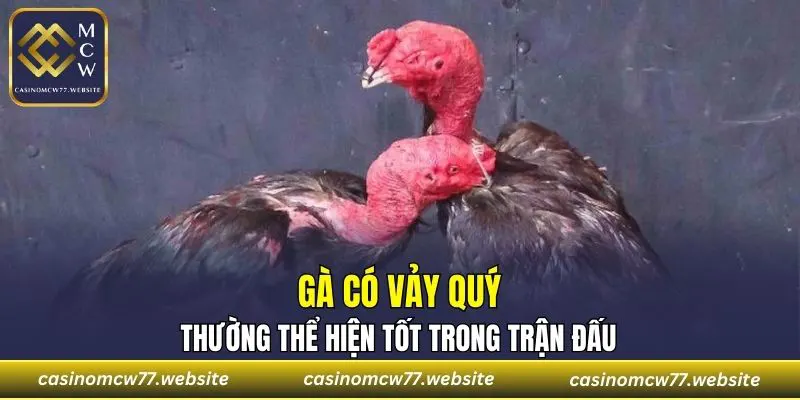 Gà có vảy quý thường thể hiện tốt trong trận đấu