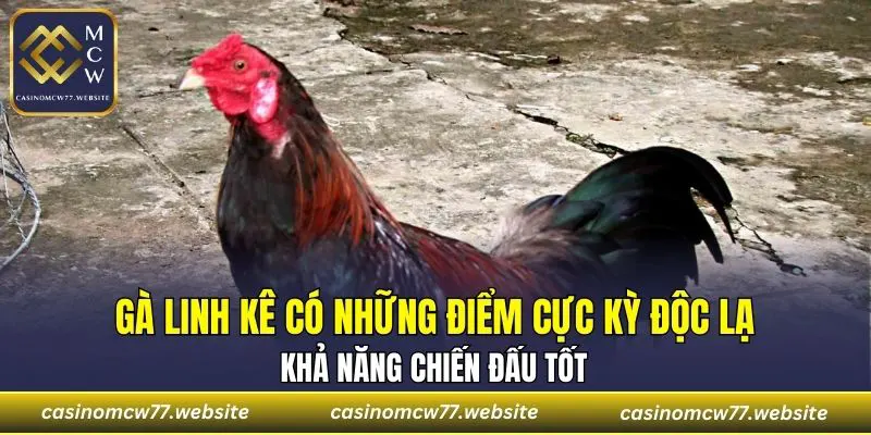 Gà linh kê có những điểm cực kỳ độc lạ, khả năng chiến đấu tốt