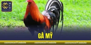 Gà Mỹ