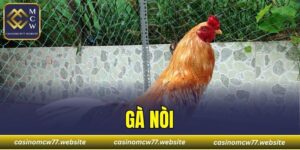Gà Nòi
