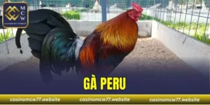 Gà Peru