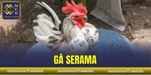 Gà Serama