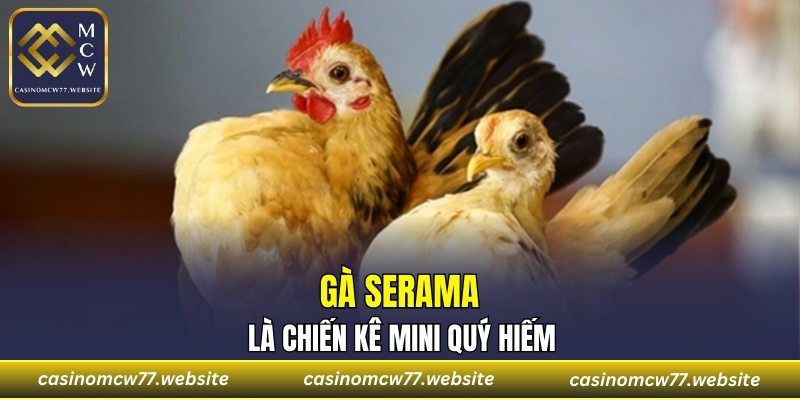 Gà Serama là chiến kê mini quý hiếm