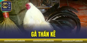 Gà Thần Kê