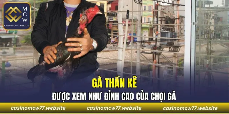 Gà thần kê được xem như đỉnh cao của chọi gà