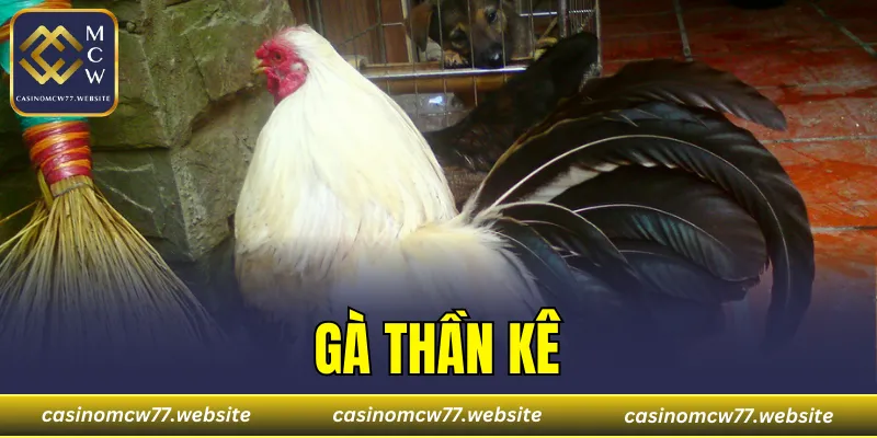 Gà Thần Kê