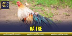 Gà Tre