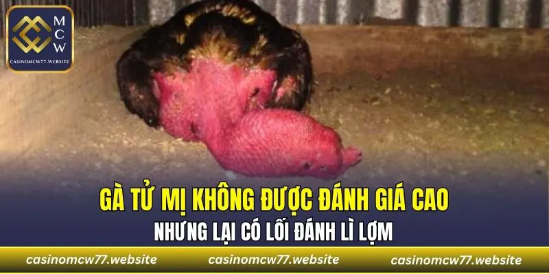 Gà tử mị không được đánh giá cao, nhưng lại có lối đánh lì lợm