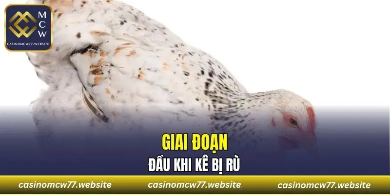 Giai đoạn đầu khi kê bị rù