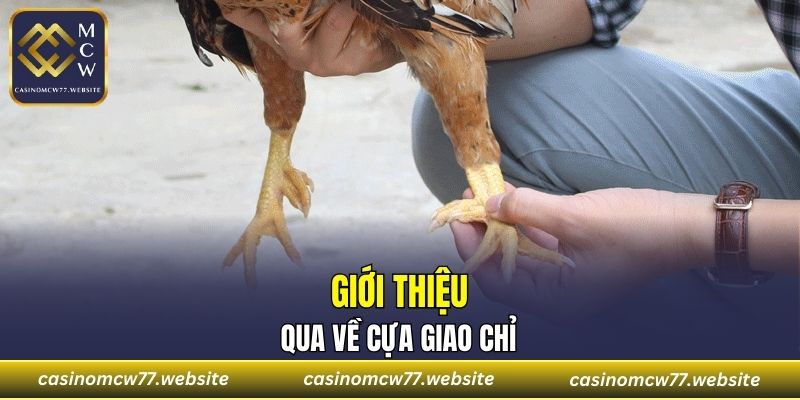 Giới thiệu qua về cựa Giao Chỉ