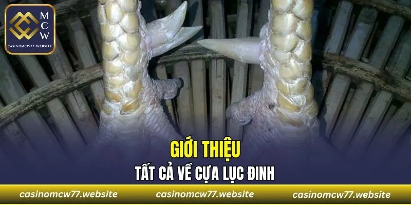 Giới thiệu tất cả về cựa Lục Đinh