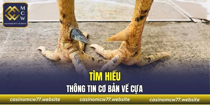 Giới thiệu về cựa sưu siêu đao