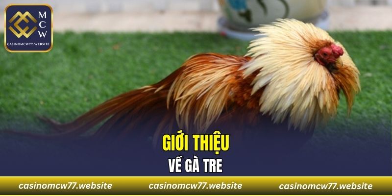 Giới thiệu về gà tre