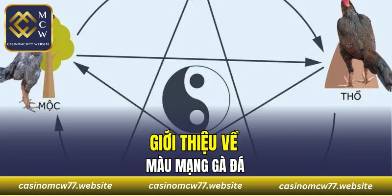 Giới thiệu về màu mạng gà đá