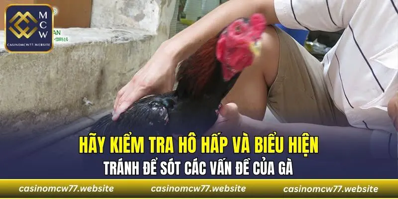 Hãy kiểm tra hô hấp và biểu hiện, tránh để sót các vấn đề của gà